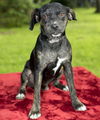 Squirt- Darling Pug beagle mix boy-S