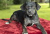 Squirt- Darling Pug beagle mix boy-S