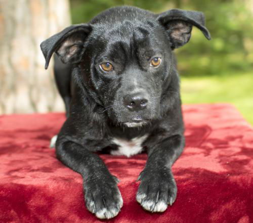 Squishy--Darling pug beagle mix boy -N