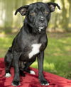 Squishy--Darling pug beagle mix boy -N