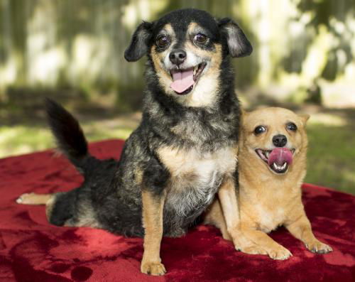 Olivia and Pebbles--sweet bonded pair-S