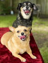 Olivia and Pebbles--sweet bonded pair-S