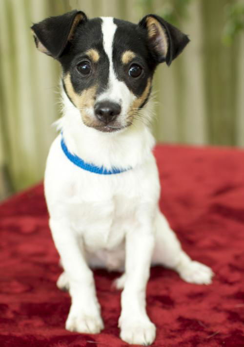 Sean Nanette pup w/video-N