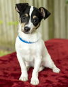 Sean Nanette pup w/video-N