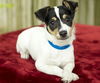 Sean Nanette pup w/video-N