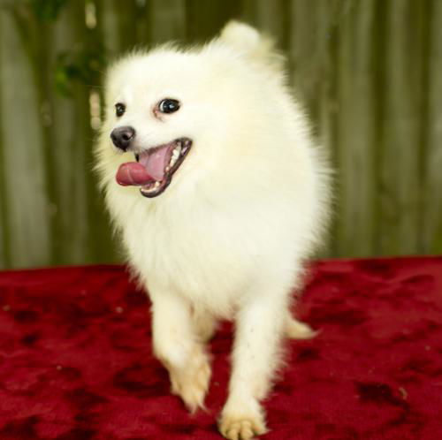 Mochi-Little Puff of Fun !!--S  Video