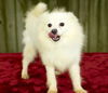 Mochi-Little Puff of Fun !!--S  Video