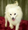 Mochi-Little Puff of Fun !!--S  Video