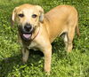 Holly-darling beagle mix girl-S