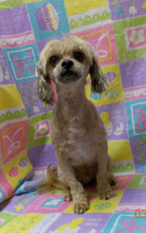 Loodle-- cute little lhasa poodle boy