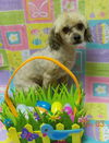 Loodle-- cute little lhasa poodle boy