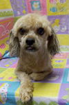 Loodle-- cute little lhasa poodle boy