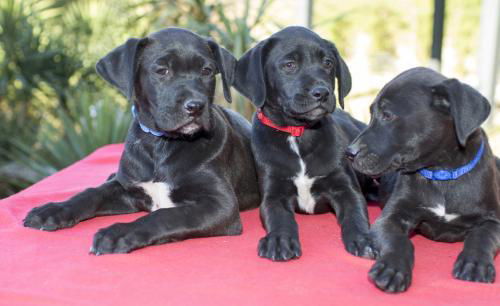 Star War Puppy Boys--Video