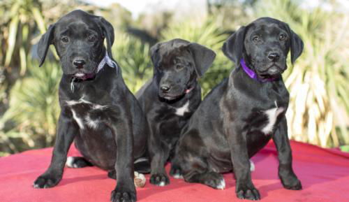 Star War Puppy Girls---Video