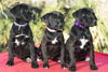Star War Puppy Girls---Video