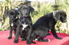 Star War Puppy Girls---Video