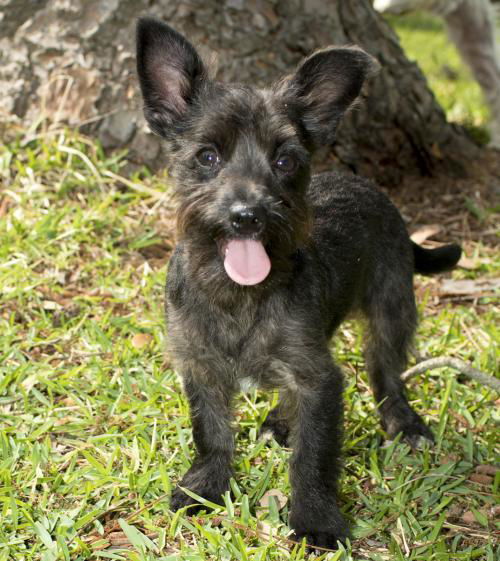 Bob--Cute little Schnauzer boy-N-Video