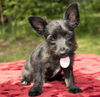Bob--Cute little Schnauzer boy-N-Video