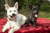 Bob--Cute little Schnauzer boy-N-Video