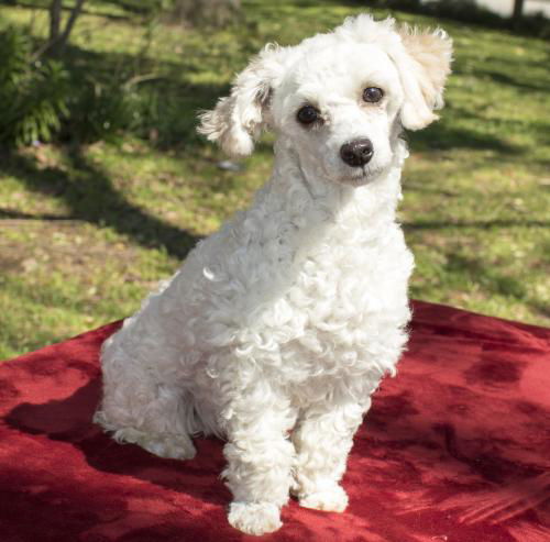 Mercedes-- Little sweet poodle girl--N