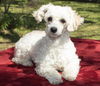 Mercedes-- Little sweet poodle girl--N