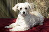 Mercedes-- Little sweet poodle girl--N