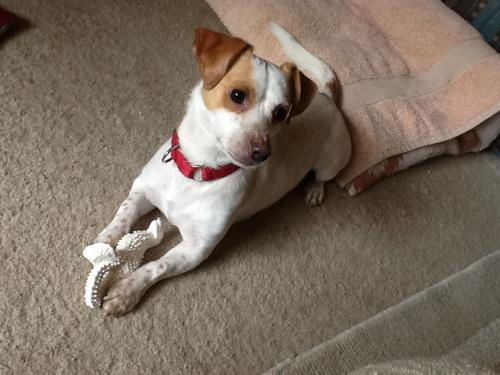 TOBY-precious and smart boy-S