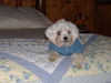 Little Maltese Willie--S