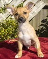Thumper-Tiny snuggle bear---S