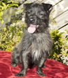 TOTO-playful little guy--S