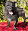 TOTO-playful little guy--S