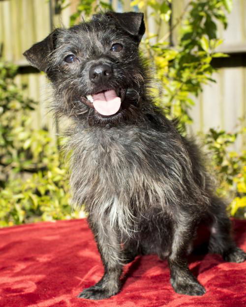 TOTO--playful little guy-N  VIDEO