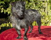 TOTO--playful little guy-N  VIDEO