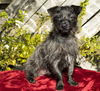 TOTO--playful little guy-N  VIDEO
