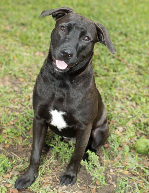 Jelly Bean--- Sweet labby pup-N