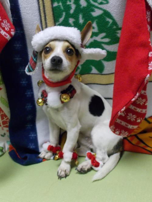 Scoot--Cutey--S