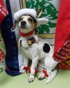 Scoot--Cutey--S