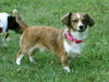 Bonnie--sweet little doxie girl--S-Video