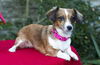 Bonnie--sweet little doxie girl--S-Video