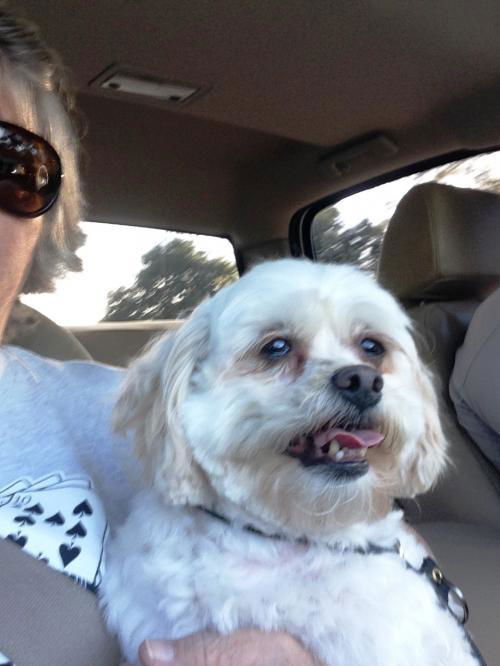 Bonnie---Cutey malti poo girlie---N