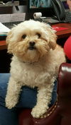 Bonnie---Cutey malti poo girlie---N