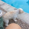 Bonnie---Cutey malti poo girlie---N