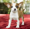 Brownie---Ears !!!!--N