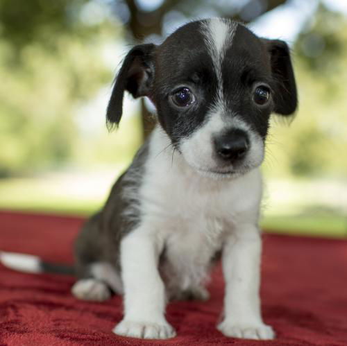 Oreo-Little scruffy boy-S