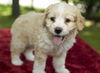 Sprite-Fluffy big brother-N-Video