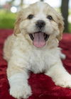 Sprite-Fluffy big brother-N-Video