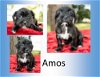 Amos-Black wirey mouse--N  VIDEO LOCAL
