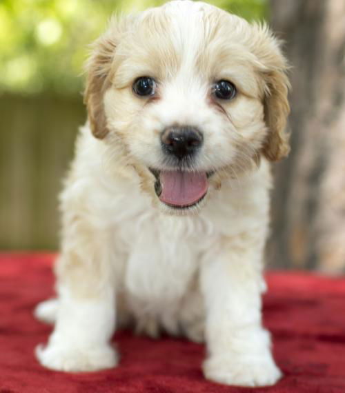 Sprite-fluffy big brother--S