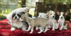 Fancy's pups-Adorable N  VIDEO