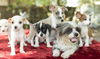 Fancy's pups--Adorable-- N-_VIDEO